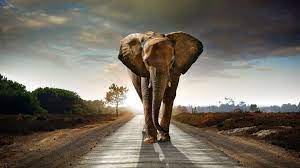 Find the best elephant desktop background on wallpapertag. African Elephant Wallpapers Top Free African Elephant Backgrounds Wallpaperaccess