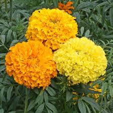 Crackerjack Marigold From middle english marigolde, marygoldye, from mary (referring to the virgin mary) + golde (marigold). crackerjack marigold