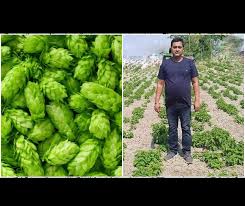 Download der download der vorlage ist kostenlos. Hop Shoots Vegetable à¤œ à¤—à¤² à¤˜ à¤¸ à¤¨à¤¹ à¤¯ à¤¤ à¤¯ à¤¹ à¤¦ à¤¨ à¤¯ à¤• à¤¸à¤¬à¤¸ à¤®à¤¹ à¤— à¤¸à¤¬ à¤œ 1 One Kilogram Of This Vegetable Costs About Rs 1 Lakh Thylove Angel