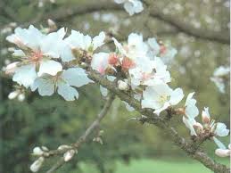 The petrie museum of egyptian archaeology, london. Ingrid Almond Trees For Sale Choose Your Ingrid Almond Plant