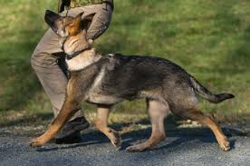 Training A German Shepherd A 3 Part Plan Pethelpful