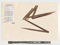 Image result for Raphia sese