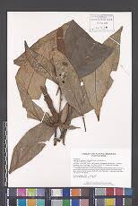 Image result for Zygophlebia villosissima