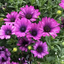 Image result for foto Osteospermum