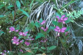 Image result for Polygala gazensis