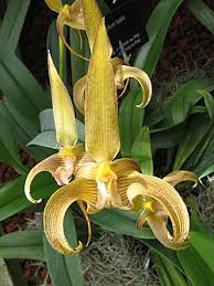 Image result for Bulbophyllum X chikukwa