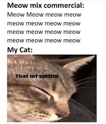 We did not find results for: 35 Cat Memes That Are Absolutely Purrrfect For Your Caturday Meme Fix Funny Gallery
