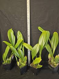 Image result for Bulbophyllum vulcanicum