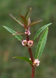 Image result for Alternanthera sessilis