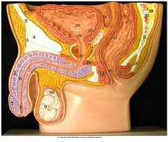 Check spelling or type a new query. Human Male Pelvic Area Anatomical Models Ball State University Digital Media Repository