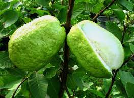 Daging buah pada jambu kristal putih juga lebih banyak ketimbang jenis jambu lainnya karena kandungan bijinya hanya sekitar tiga persen. Cara Okulasi Jambu Kristal Kampustani Com