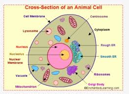 Parts of the animal cell drawing. Animal Cell Diagram Gcse Png Download Transparent Png Kindpng