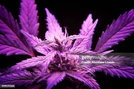 Image result for Cannabaceae