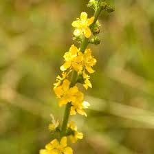 Image result for agrimony