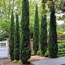 Image result for Cupressus sempervirens