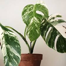 Gronvaxtriket Nagra Utav De Monstera Variegata Vi Salt Facebook