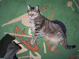 Cat names associated with nighttime and the moon are generally popular, perhaps accounting for the sheer number of black cats out there—and of those nocturnal choices, luna is clearly the most feminine of. Sera Male Cat Or Female Cat In 2020 Cats Cat Lady Cat Lovers