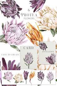 Boho Protea Flower Clipart Set Png Plum And White Watercolor Etsy Flower Clipart Flower Illustration Protea Art