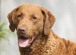 We are a small, family run, retriever kennel located in barnstead, nh. Is The Labrador Retriever Or The Chesapeake Bay Retriever For You Modern Dog Magazine
