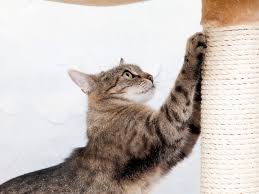 By scratching, a cat removes dead. What To Do If Your Cat Is A Destructive Scratcher