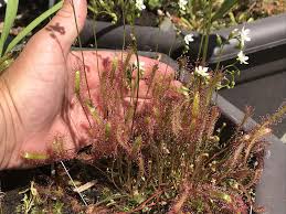 Image result for Nesaea linearis