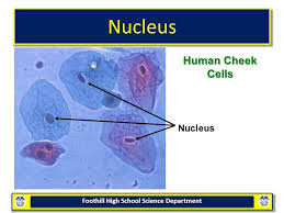 We did not find results for: Cell Structure Function Ppt Video Online Download
