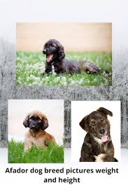 An afador is a mix between an afghan hound and a labrador retriever. Afador Mixed Dog Breed Pictures Characteristics Facts Dog Breeds Dog Breeds Pictures Dogs