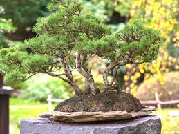 Norfolk island pine bonsai, march 2015. How To Grow And Care For Pine Bonsai