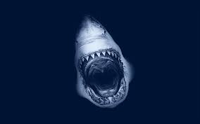 Maybe you would like to learn more about one of these? Shark Wallpaper 1920x1200 36717