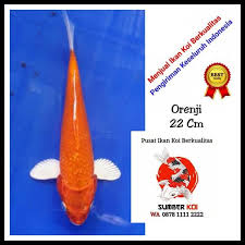 Ikan yang berasal dari jepang ini pada awalnya dikonsumsi. Jual Diskon Ikan Koi Orenji 22 Cm B6ln Di Lapak Persita Shop Bukalapak