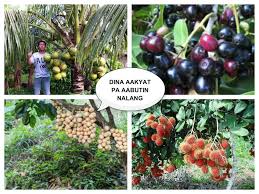 Fruits of the philippines… learn prutas, filipino fruit. Marlon Villafuerte S Dwarf And Grafted Fruits Home Facebook