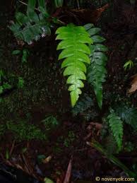 Image result for Blechnum attenuatum