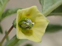 Image result for Exacum oldenlandioides