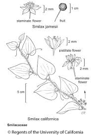 Image result for Smilacaceae
