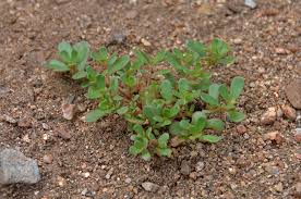 Image result for Portulaca oleracea
