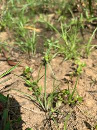 Image result for Lipocarpha