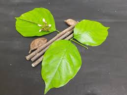 Image result for Millettia pinnata