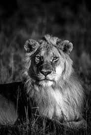 Black And White Wildlife Photography Art Prints For Sale Artphotolimited Mirror lion (鏡獅子, kagami jishi?) is the ability of ōchi fukuchi. black and white wildlife photography art prints for sale artphotolimited