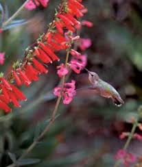 Check spelling or type a new query. Creating A Hummingbird Haven In Northern California Finegardening