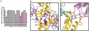 Tonton, watch, and download 17 puasa full movie for free on pencurimovie official website. Higher Order Structures Of The Foot And Mouth Disease Virus Rna Dependent Rna Polymerase Required For Dynamic Inter Molecular Interactions Involved In Viral Genome Replication Biorxiv