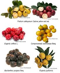 Image result for Myrtaceae