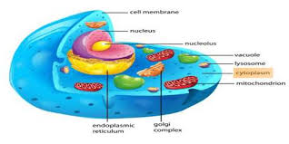 Cytoplasm is found in both animal and plant cells; Cytoplasm Definition With Functions Qs Study