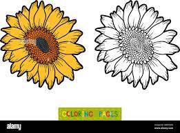 livre de coloriage pour enfants fleur tournesol image vectorielle stock alamy avion