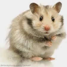 Cara Merawat Hamster Http Obbzs Web Blogspot Com 2015 04 Cara Merawat Hamster Agar Tetap Lucu Html Piaraan Hewan Hamster