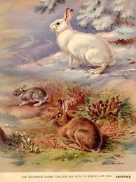 Vintage 1934 Animal Print Snowshoe Rabbit Walter A By Sandmarg 10 49 Rabbit Painting Bunny Art Rabbit Art