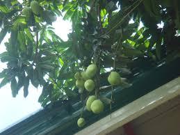 (unless you know how to graft them or know someone who does.) mango trees that were grown in a. How Many Times A Year Does A Mango Tree Bear Fruit