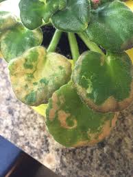 African violet leaves turning brown mushy. African Violet Leaves Losing Color Yellowing Bbc Gardeners World Magazine