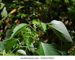 Image result for Boehmeria nivea