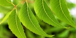 Sejumlah gambar rumah minimalis ini bisa menjadi inspirasi bagi kamu yang berencana membangun rumah atau merenovasi hunian. 10 Ide Gambar Daun Embo Victoria Melani Blog