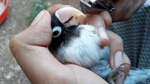 Penyebab Dan Cara Mengatasi Lovebird Paruh Gajah Gajah Jalak Kulit Kerang
